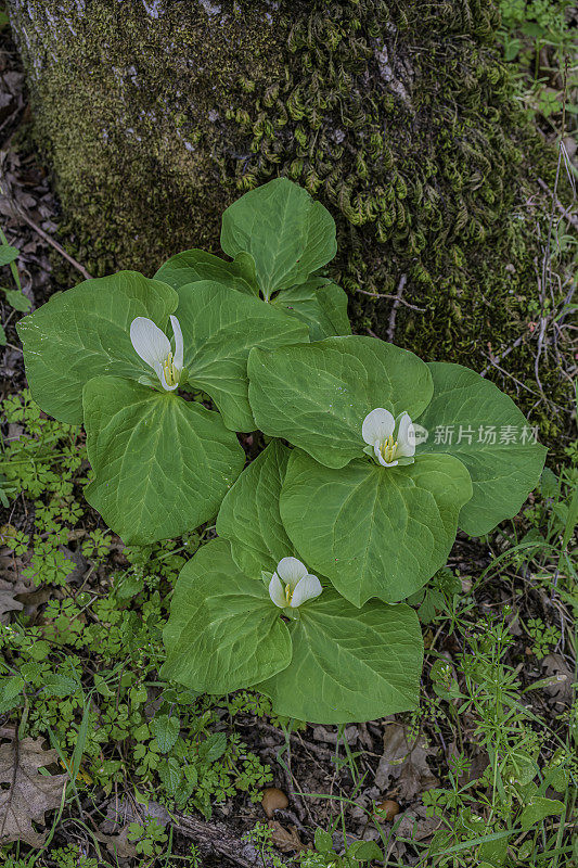 albidum，又名giant white wakerobin, white toadshade, sweet Trillium，是黑花科的一种开花植物。甜面包岭州立公园;加州索诺玛县的马亚卡玛斯山脉。